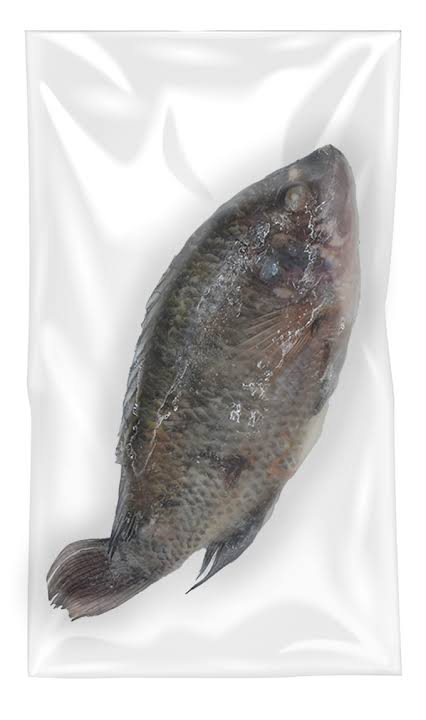 MOOIJER Black Tilapia 500/800 4kg